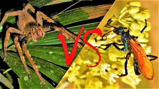 Wasp VS A Big Spider  Parasitoid Biology [upl. by Phox737]