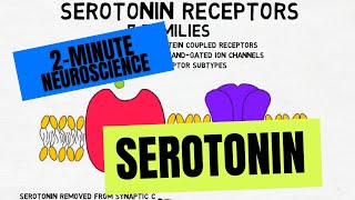 2Minute Neuroscience Serotonin [upl. by Yatnuhs874]