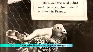 Lincroyable histoire des pigeons voyageurs France 3 [upl. by Yrnehnhoj]