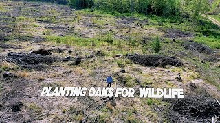 Planting oak trees video [upl. by Sandeep]