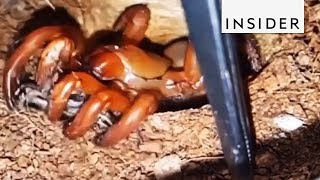 Trapdoor Spiders Are Masters Of Surprise [upl. by Anoirtac]