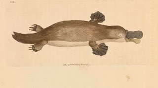 Platypus Census  Behind the News [upl. by Voltmer]