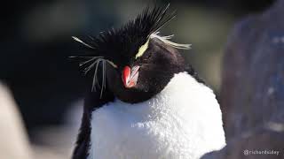 Rockhopper Penguins [upl. by Nylauqcaj589]