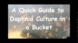 How to culture daphnia outside [upl. by Merow849]