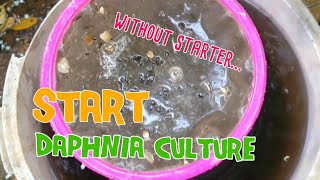 How to culture daphnia moina the easy way 1  Starting the Daphnia culture [upl. by Innavoig975]