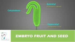 EMBRYO FRUIT AND SEED [upl. by Marian]