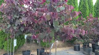 Cercis The Rising Sun™Redbud  STUNNING Golden Heart💛Shaped Leaves amp Bright Pink🌸 Flowers [upl. by Iteerp]