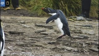 Rockhopper Penguins in the Falklands  Virtual Expeditions  Lindblad Expeditions [upl. by Luisa643]