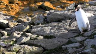 Rockhopper Penguin Hopping Past [upl. by Aciruam]