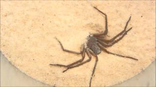 six eyed sand spider hiding [upl. by Janos]