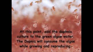 Daphnia  How to grow daphnia in your home [upl. by Nylla207]