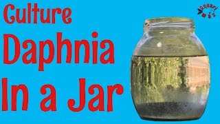 How to Culture Daphnia in a Jar [upl. by Htelimay]