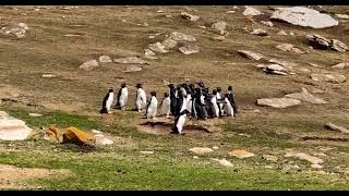 Rockhopper penguins in the Falkland Islands  the confused penguin [upl. by Questa533]