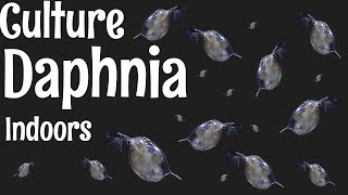 How to Culture Daphnia [upl. by Stanford]