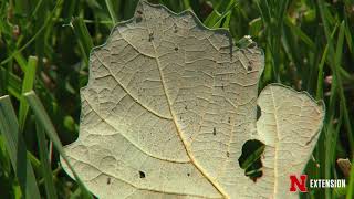 Oak Tree Insect Pests [upl. by Icart82]