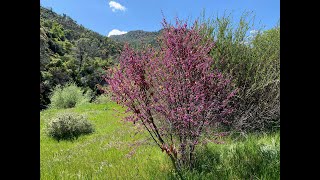 Cercis occidentalis Western redbud [upl. by Aninad]