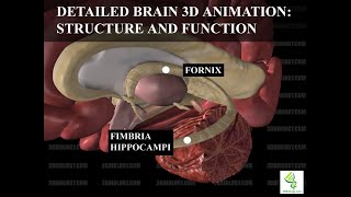 Human Neuroanatomy Detailed Brain 3D Animation  Structure and Function [upl. by Tiernan884]