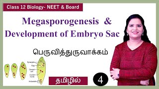 Megasporogenesis amp Development of Embryo Sac [upl. by Court282]