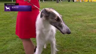 Borzoi  Breed Judging 2021 [upl. by Itoc863]