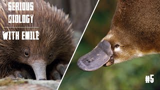 Platypus and echidna egglaying mammals  Serious Biology 5 [upl. by Terrej]