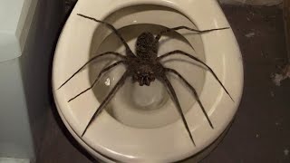 10 Biggest Spiders Ever Encountered [upl. by Idisahc]