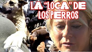 ¡La quotlocaquot de los perros tiene 400 abandonados [upl. by Landers898]