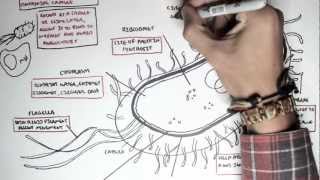 Microbiology  Bacteria Structure [upl. by Meedan]