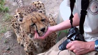 Bonding with Bullet the Cheetah [upl. by Heidi]