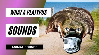 What a Platypus Sounds Like  Animation  mp3 [upl. by Whittemore]