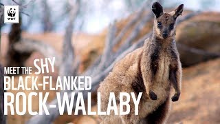 Meet The Shy BlackFlanked RockWallaby  WWFAustralia [upl. by Grefe]