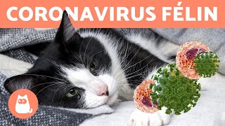 CORONAVIRUS DU CHAT  Symptômes et Traitement [upl. by Acul]