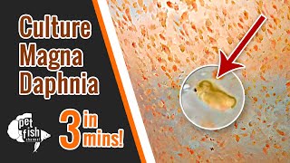 How to culture DAPHNIA MAGNA  The easy way [upl. by Rowe]