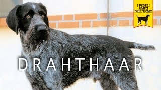 DRAHTHAAR trailer documentario [upl. by Elleiram]