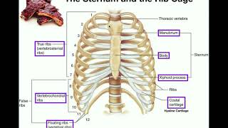 Anatomy  The Sternum Rib Cage amp Vertebrae [upl. by Ecilegna]