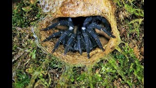 Finding the Malaysian trapdoor spider [upl. by Eetsud]