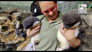 Rockhopper Penguin Chicks Introduced to Colony  Cincinnati Zoo [upl. by Anatolio]