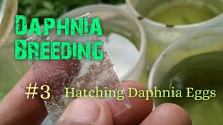 Daphnia Culture made simple and easy 3  Hatching Daphnia eggs [upl. by Suidaht605]