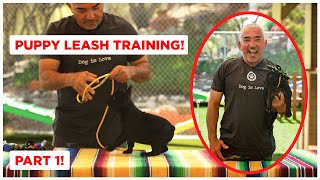 How To Leash Train Your Puppy Dog Tips [upl. by Ivad424]