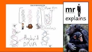 mr i explains How DNA Hybridization works [upl. by Tanberg114]