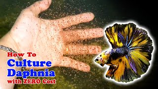 How to Culture Daphnia with ZERO Cost  Unlimited Live Food For Our Fish [upl. by Angle835]