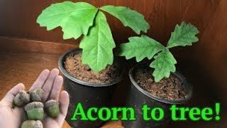 How to grow a White Oak tree from acornseed [upl. by Yrannav10]