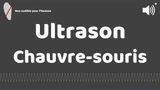 Ultrason contre pour chauvre souris [upl. by Kam]