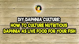 DIY Daphnia Culture How to Culture Nutritious Daphnia as Live Food for Your Fish [upl. by Peppel663]