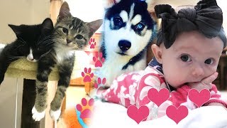 Kittens Puppies and Cute Baby [upl. by Aenal80]