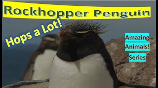 Rockhopper Penguin facts 🐧 [upl. by Nedearb]