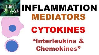 INFLAMMATION Part 6 Chemical Mediators CYTOKINES Interleukins amp Chemokines [upl. by Etnaled]