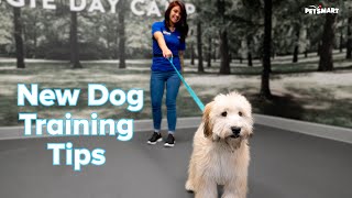 How to Train a New Puppy or Adult Dog Tips amp Tricks  PetSmart [upl. by Bryce]