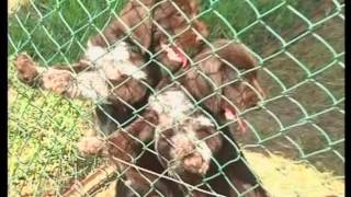 The German Wirehaired Pointer and The German Shorthaired Pointer  Pet Dog Documentary English [upl. by Faydra]