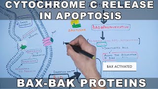 Mechanism of Cytochrome C Release from Mitochondria [upl. by Isdnyl]