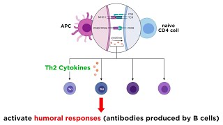 Cytokines and Chemokines [upl. by Wojak]